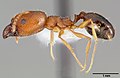 Pheidole clydei casent0005745 profilet 1. jpg