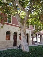 Phillimore Street Plane Tree.jpg