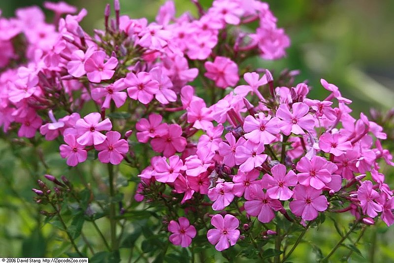 File:Phlox paniculata 3zz.jpg