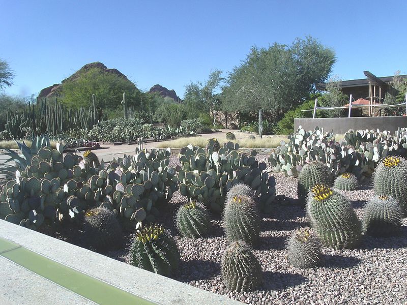 File:Phoenix-Desert Botanical Garden-Cactus.JPG