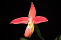 Phragmipedium besseae