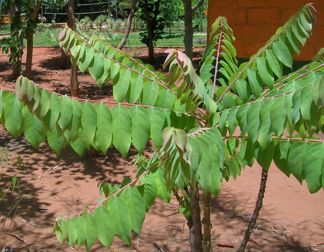 Phyllanthus distichus