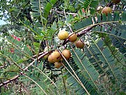 Phyllanthus officinalis.jpg