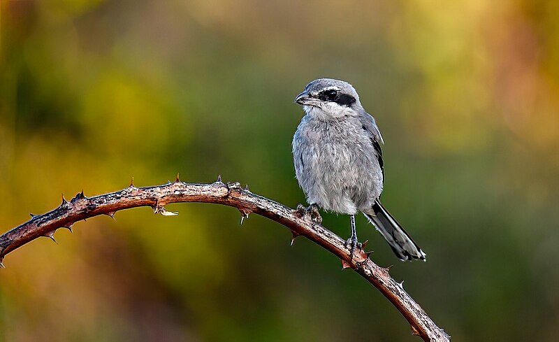 File:Picanço-real, juvenil, Southern Grey Shrike, juvenile (53490986479).jpg