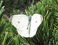 Pieris rapae Kleiner Kohlweißling