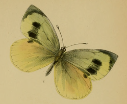 Pieris brassicae wollastoni