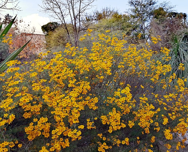 File:PikiWiki Israel 66572 at the jerusalem botanical garden.jpg