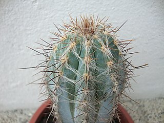 <i>Pilosocereus colombianus</i> Species of cactus