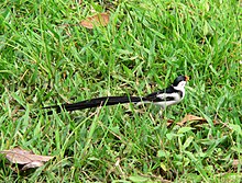 The pin-tailed whydah (male pictured above) is a brood parasite of various waxbill species. Pin-tailed wydah.jpg