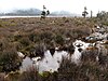 Pine Lagoon in Central Plateau Conservation Area