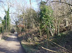 Piney Copse - geograph.org.uk - 668329.jpg