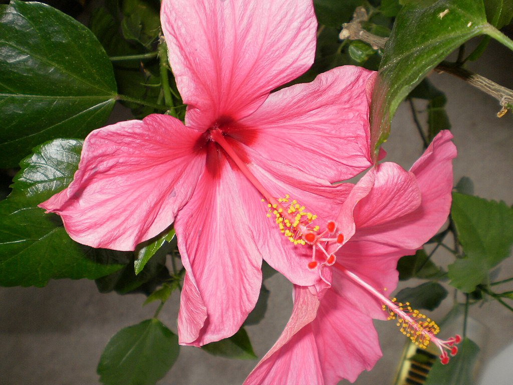 File:Pink flower (1).jpg - Wikimedia Commons