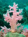 Pink soft coral 2 (5478072721).jpg