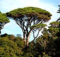 Pinus pinea Wellington Botanic Gardens crop3.jpg