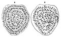 Սկավառակ Մալյանոյից (Piombo di Magliano, TLE 359). Էտրուսսական պարուրաձև գրություն: V—IV դար մթա