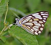 Pioneer or Caper White (Anaphaeis aurota) in Hyderabad, AP W IMG 0324.jpg