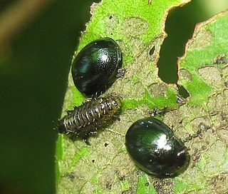 Chrysomelini Tribe of beetles