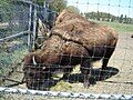 Forestry Farm Park and Zoo Saskatoon 7610