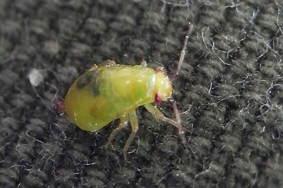 Plant Bug (Miridae)