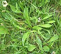 Plantago lanceolata