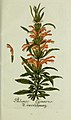 Plantarum indigenarum et exoticarum icones ad vivum coloratae, oder, Sammlung nach der Natur gemalter Abbildungen inn- und ausländlischer Pflanzen, für Liebhaber und Beflissene der Botanik (15904239077).jpg