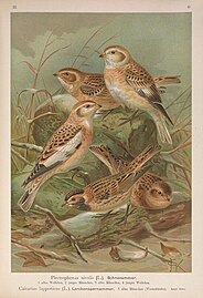 Plectrophenax nivalis (1905), Naumann, Naturgeschichte der Vögel Mitteleuropas