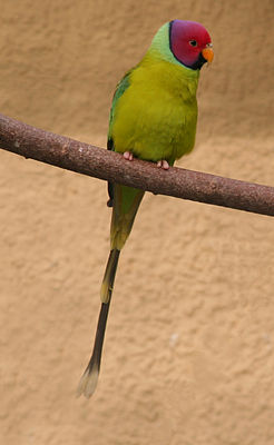 Plum-headed Parakeet (Psittacula cyanocephala), male