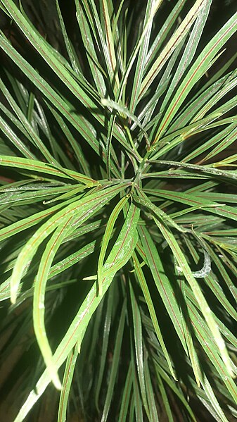 File:Podocarpus neriifolius at Akola1.jpg