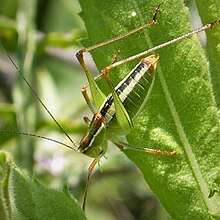 Poecilimon jonicus. Ionian Bright Bush-Cricket. Tettigoniidae (3) (29739569857) .jpg