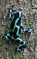 Dendrobates auratus no Panamas