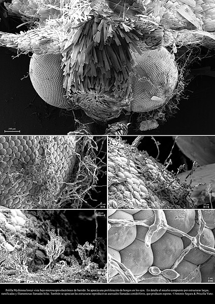 Moth of the species Mythimna loreyi with proliferation of Penicillium fungi in its eyes, observed under a scanning electron microscope. Photos by Brandon Antonio Segura Torres & Priscilla Vieto Bonilla