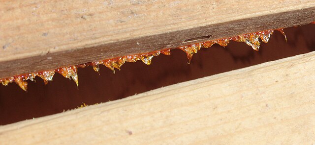 Propolis on the upper bar.