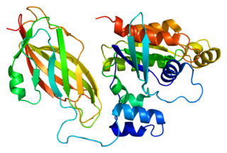 RAC2 protein-coding gene in the species Homo sapiens