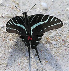 Protographium philolaus1.jpg