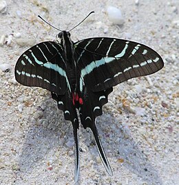 Protographium philolaus