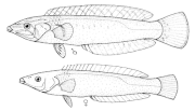 Miniatura per Pseudojuloides