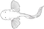 Thumbnail for Pseudoliparis amblystomopsis
