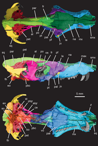 Pseudotherium coloured rendering.png