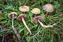 Psilocybe mescaleroensis dari Baru Mexico.jpg