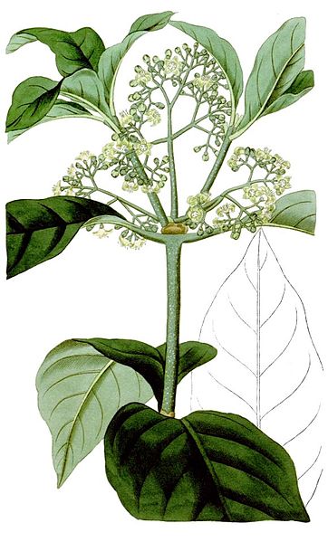 File:Psychotria elliptica-cropped.jpg