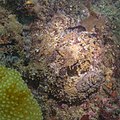 * Nomination Common octopus (Octopus vulgaris), Arrábida Natural Park, Portugal --Poco a poco 09:52, 9 July 2022 (UTC) * Promotion  Support Good quality. --MB-one 10:06, 17 July 2022 (UTC)