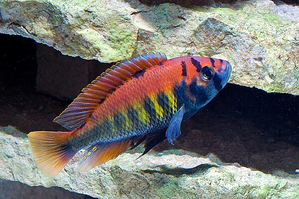 Unlike many other Lake Victoria cichlids, Haplochromis nyererei remains common. Compared to several other cichlids, its eyes are particularly sensitiv