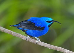 Mesitangara (Cyanerpes caeruleus)