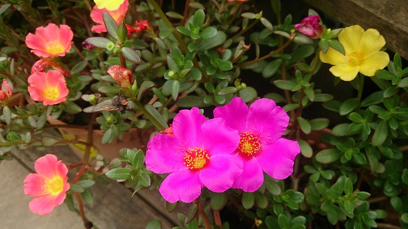 File:Purslane (Portulaca oleracea) 2.jpg