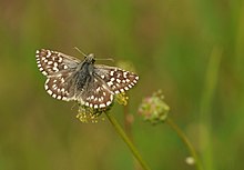 Pyrgus melotis - Aegean skipper.jpg