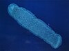 The colonial tunicate Pyrosoma atlanticum