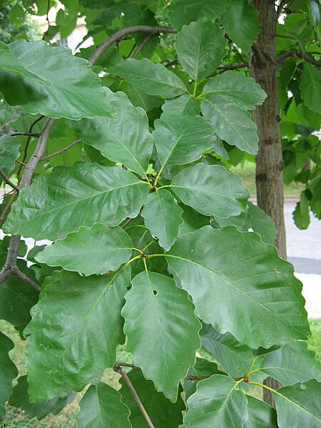 File:QuercusMichauxiiLeaf.jpg