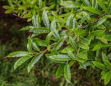 Quercus salicifolia in Hackfalls Arboretum (2).jpg