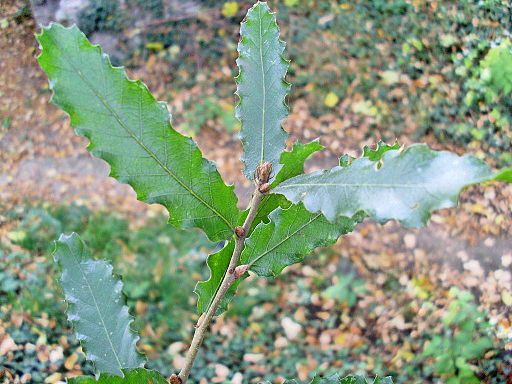 Quercus trojana leaf