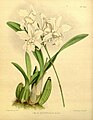 Laelia autumnalis Plate 451 in: R.Warner - B.S.Williams: The Orchid Album (1882-1897)